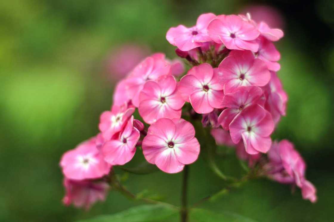 White and pink phlox flowers