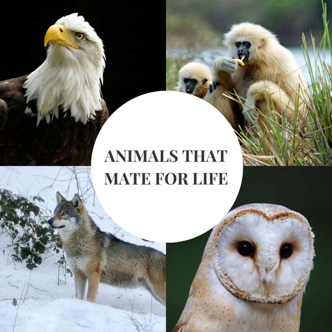 Animals that mate for life Animals that mate for life