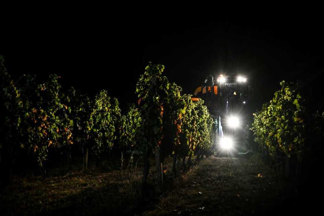 Harvesting grapes at night is becoming more common in Bordeaux due to climate change Harvesting grapes at night is becoming more common in Bordeaux due to climate change