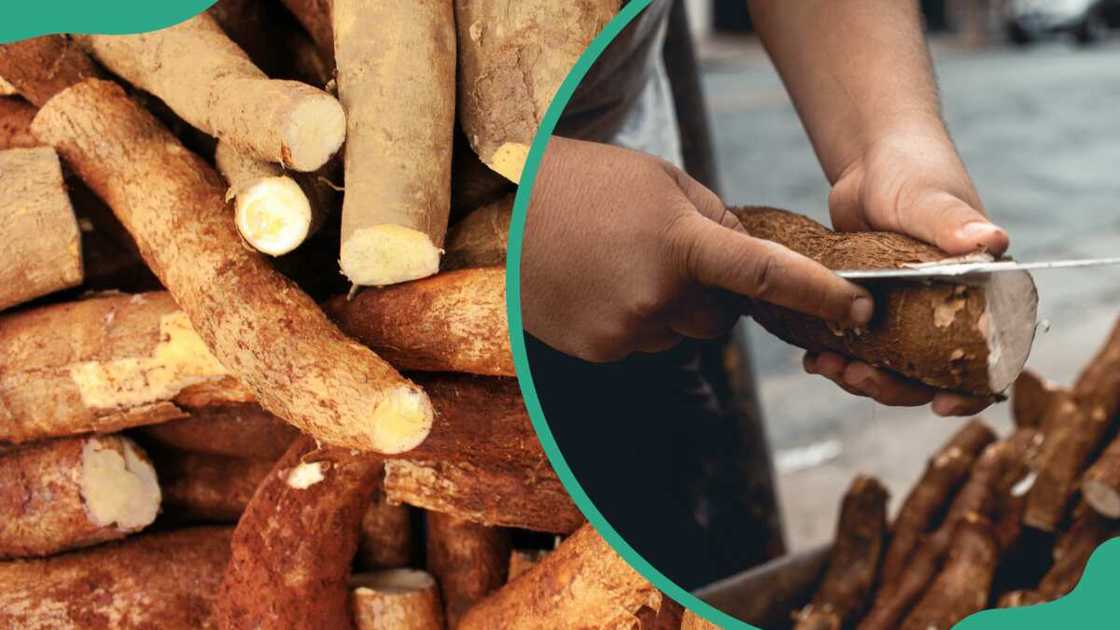 list of cash crops in nigeria and their location list of cash crops in nigeria and their location