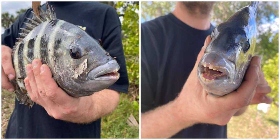 Man catches fish with human-like teeth and weird smile, says it is the strangest fish he has ever caught Man catches fish with human-like teeth and weird smile, says it is the strangest fish he has ever caught