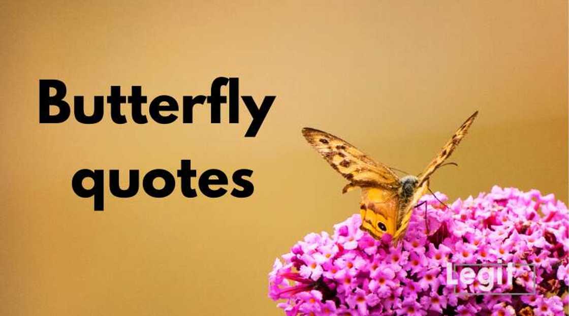 butterfly quote