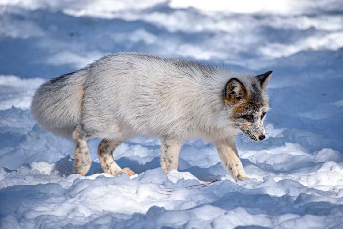 Good fox names Good fox names