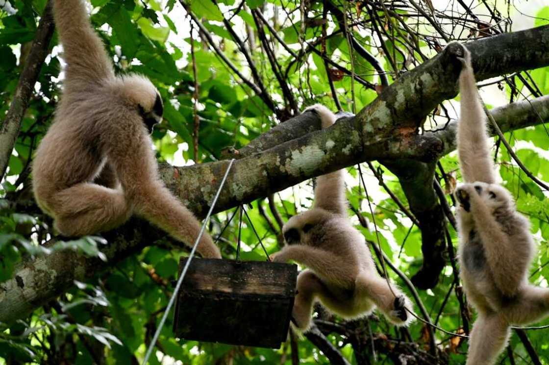 Globally, gibbons are one of the most threatened families of primates, while the pileated gibbon is listed as endangered Globally, gibbons are one of the most threatened families of primates, while the pileated gibbon is listed as endangered