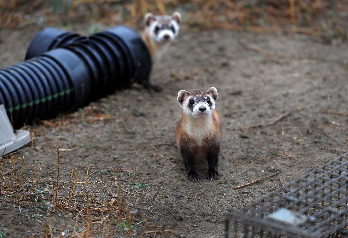 rare animals rare animals
