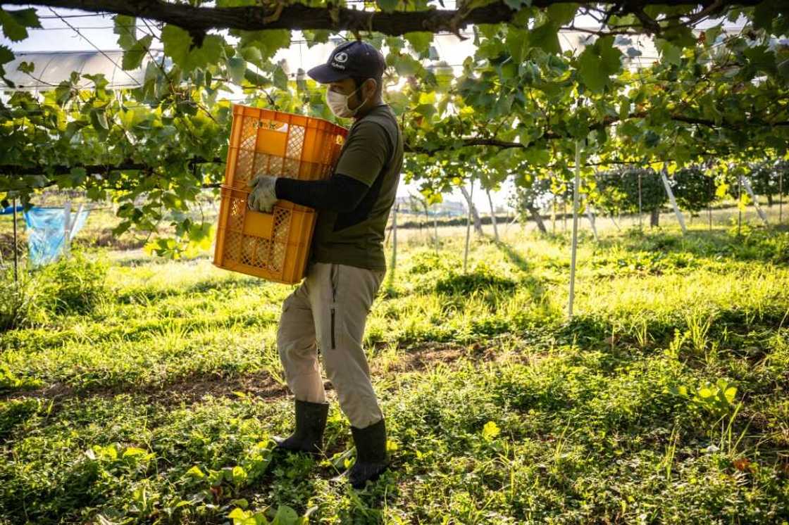 The Shine Muscat variety of juicy grape took scientists 33 years to develop