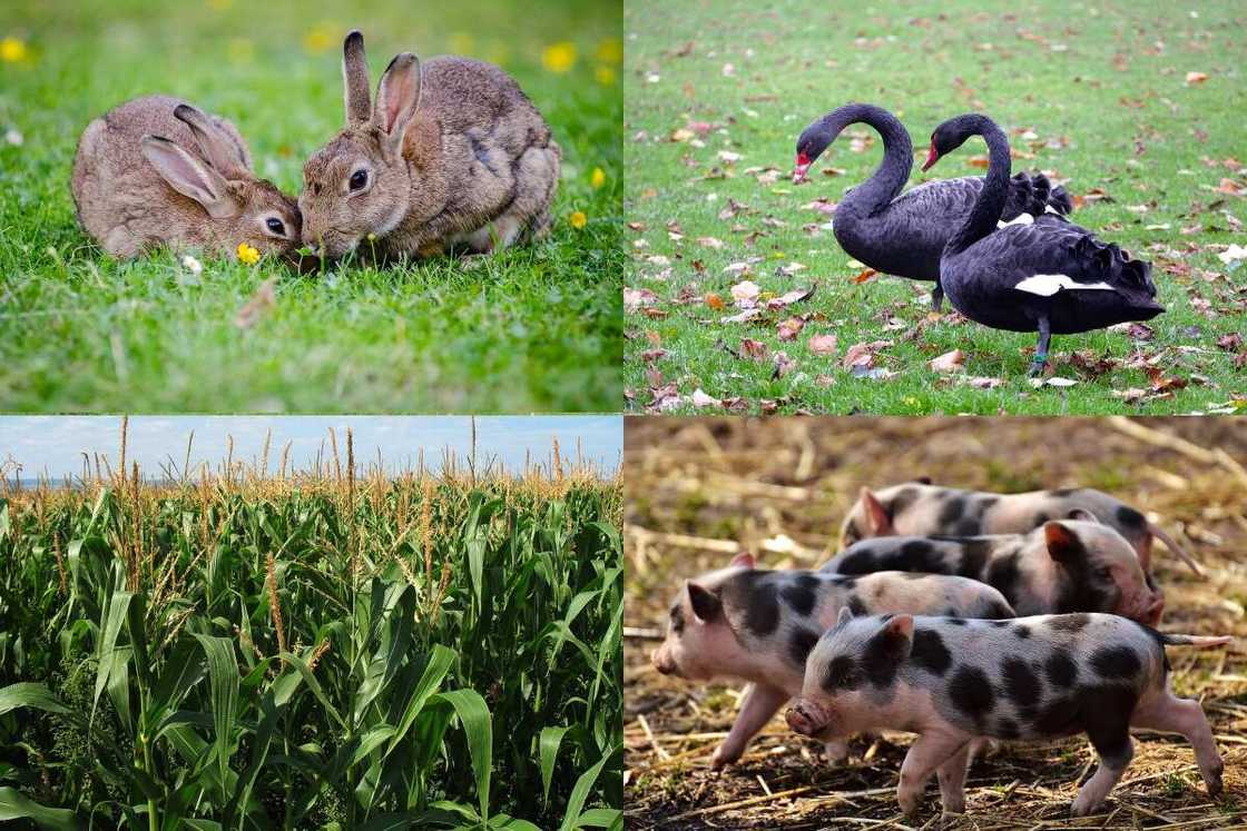 disadvantages of integrated farming system disadvantages of integrated farming system