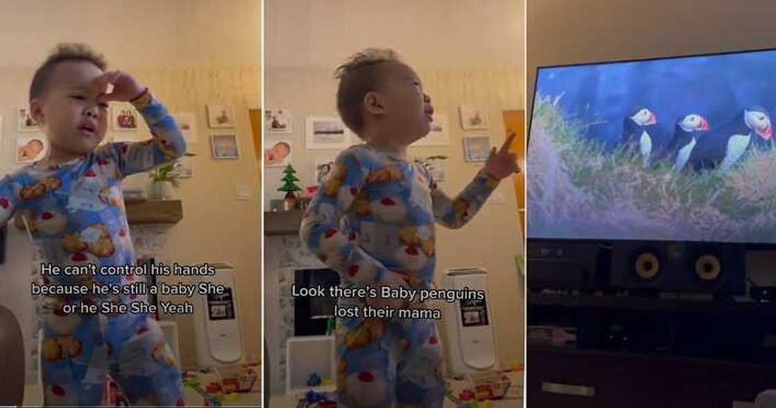 Little boy breaks down while watching cartoon, penguins