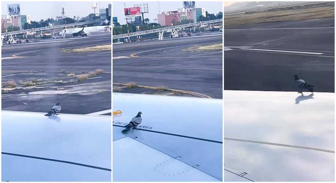 Photos of a bird on an airplane.