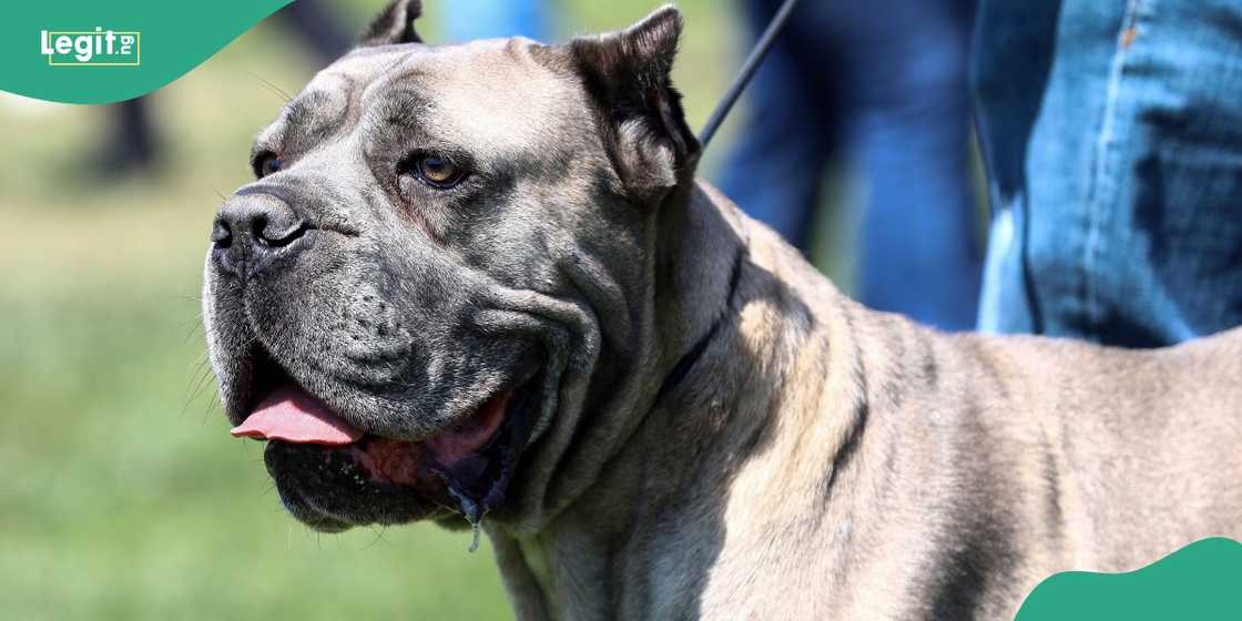 Pet Pitbull 'Oreo' scatters the owner who was in bed with a woman