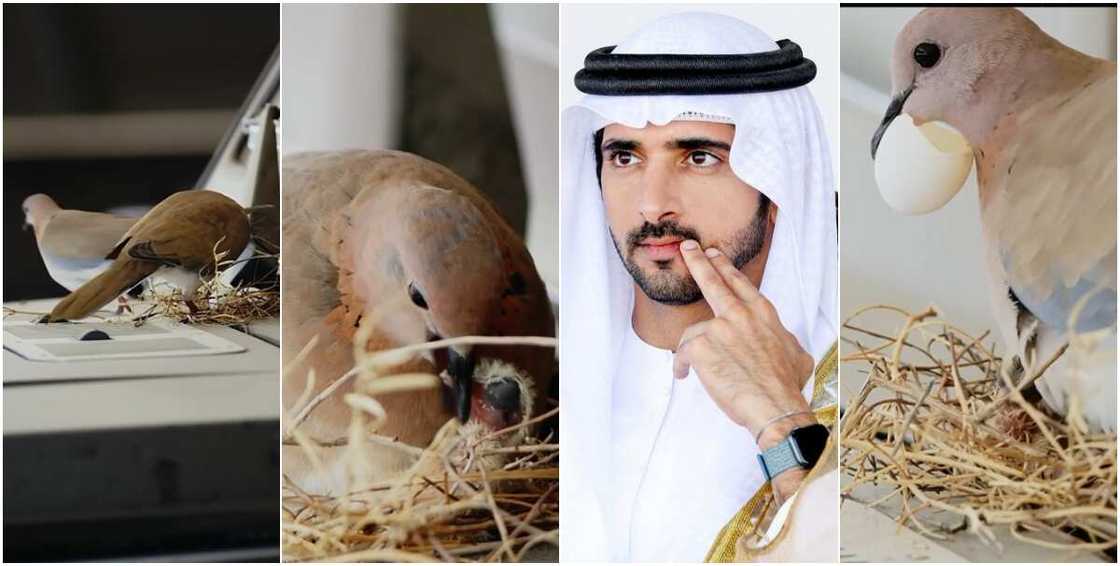 Bidiyo: Yariman Dubai ya ajiyewa tsuntsaye wata sabuwar mota ta alfarma da za su dinga shakatawa a ciki