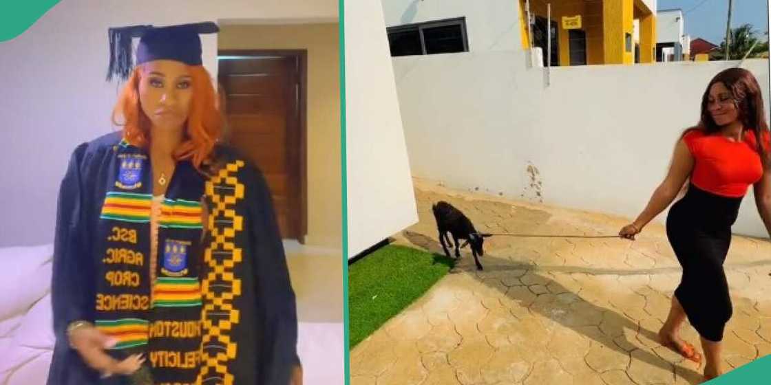 Lady makes people laugh as she shows off goat she got as graduation gift Lady makes people laugh as she shows off goat she got as graduation gift
