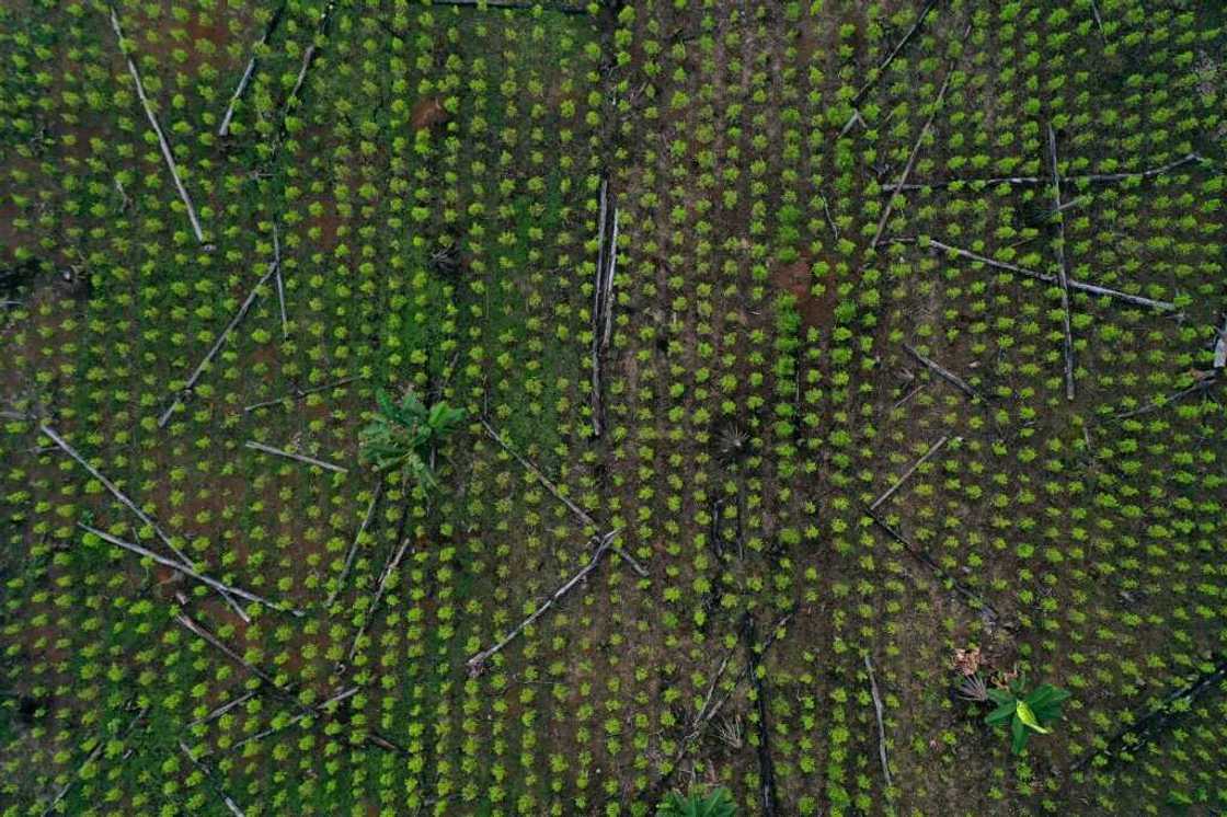An aerial view of a coca field and remains of deforested trees in Guaviare department, Colombia in November 2021: experts say the outgoing conservative government to reduce deforestation 'failed' An aerial view of a coca field and remains of deforested trees in Guaviare department, Colombia in November 2021: experts say the outgoing conservative government to reduce deforestation 'failed'