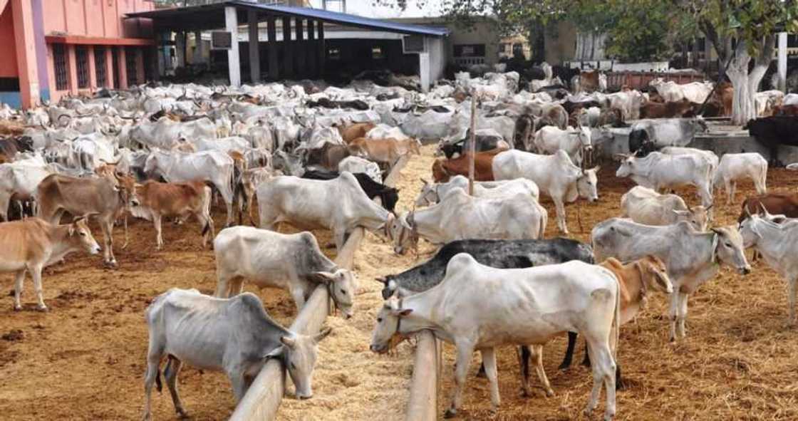 Miyetti Allah na yi wa Yarbawa barazana, ba za a kai masu abinci ba sai an kare Fulani Miyetti Allah na yi wa Yarbawa barazana, ba za a kai masu abinci ba sai an kare Fulani
