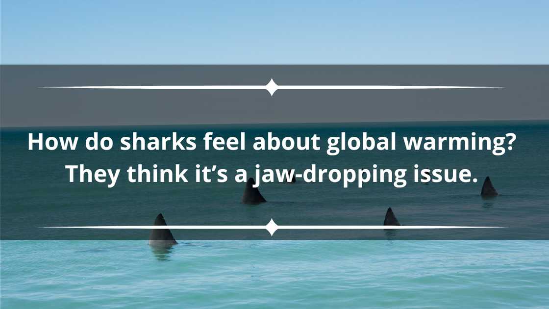 Shark pun one-liners Shark pun one-liners