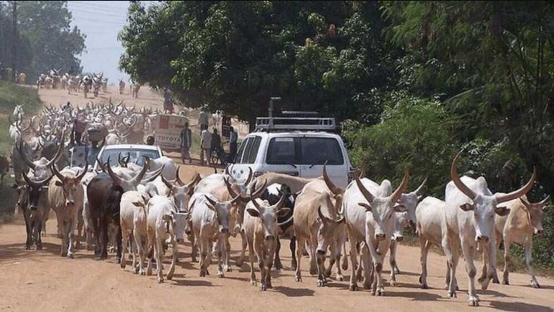 Rikici ya barke tsakanin gwamnoni saboda dokar hana kiwo a fili Rikici ya barke tsakanin gwamnoni saboda dokar hana kiwo a fili