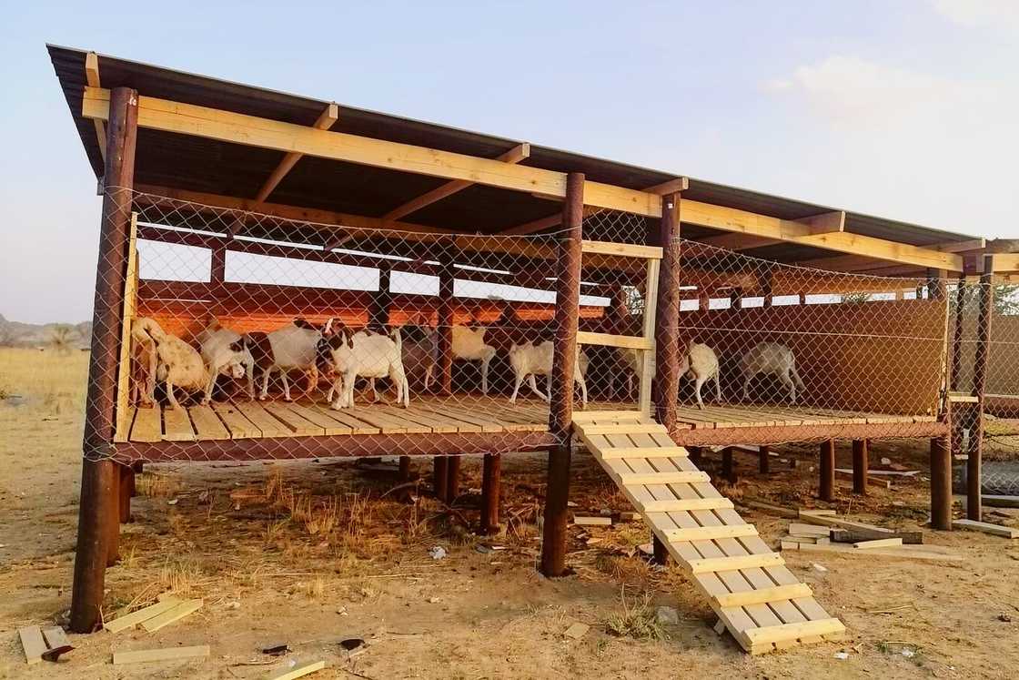 An elevated goat house