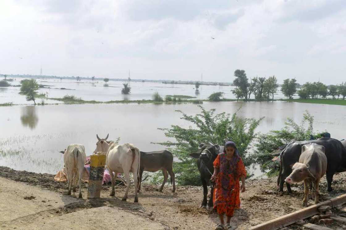 The floods have left farm workers doubting the future of their sector