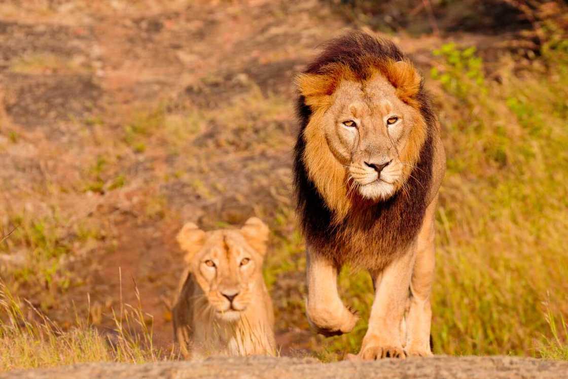Top 10 fastest land animals and their speeds Top 10 fastest land animals and their speeds