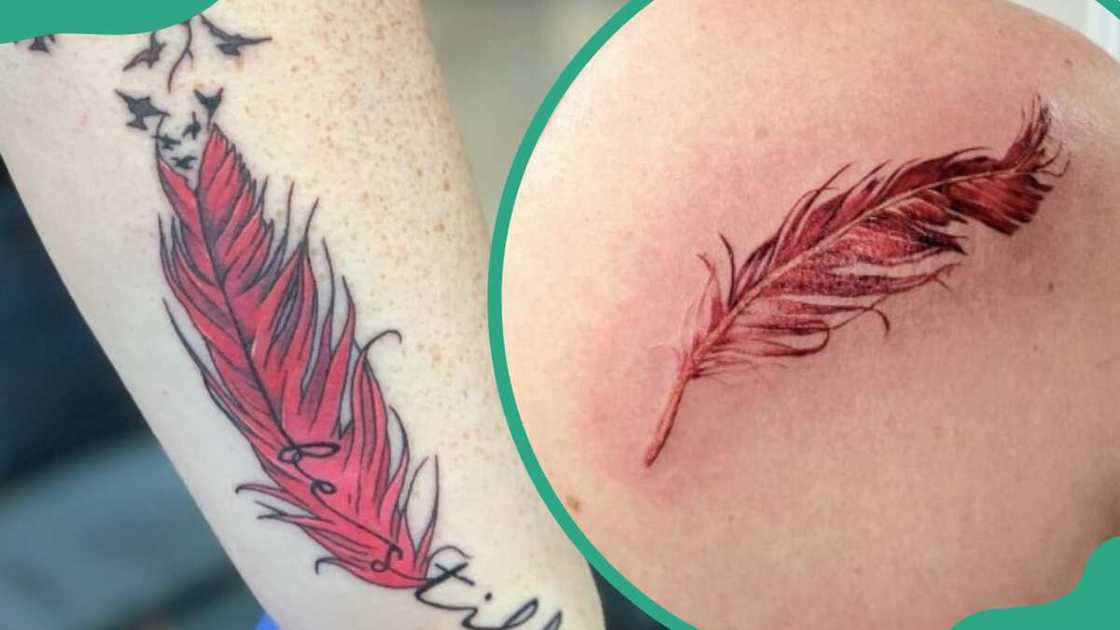Cardinal feather tattoos Cardinal feather tattoos