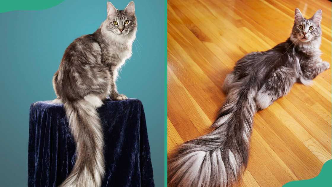 Cygnus sitting on a dark blue, velvet-covered stool (L). The feline lying on a wooden floor (R)