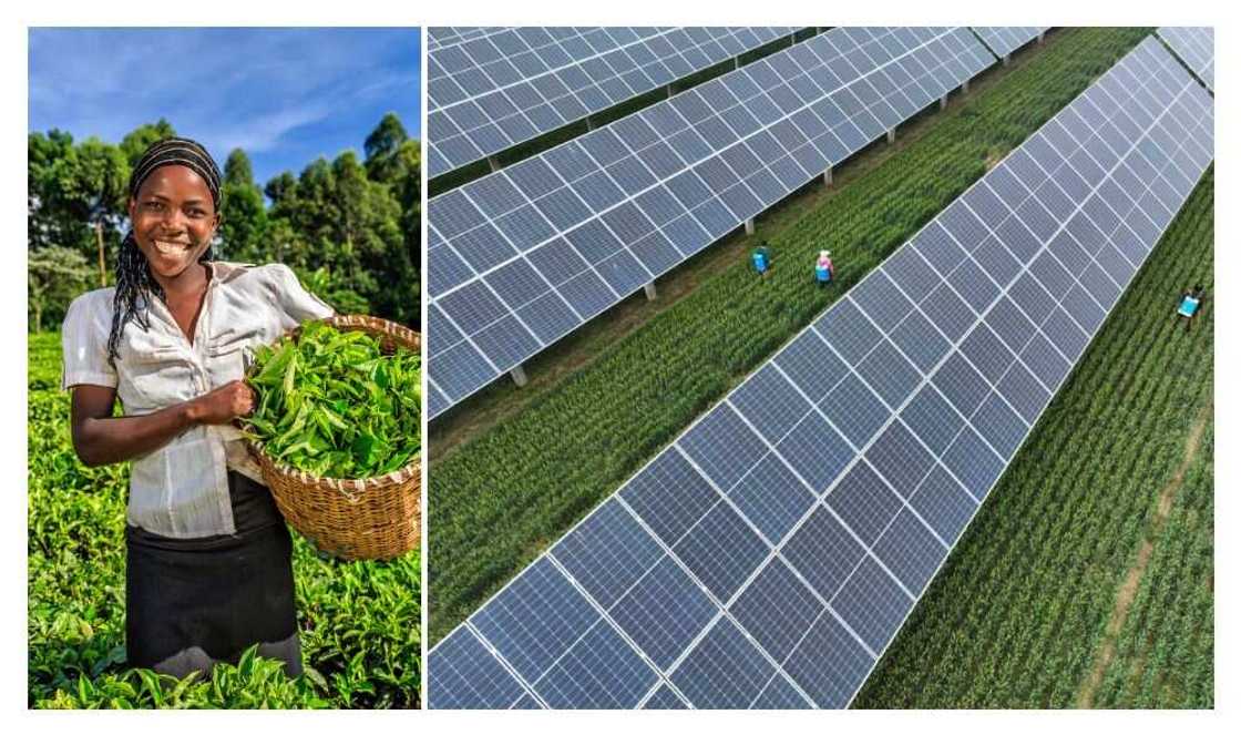 Heifer International, Zaria, Farmers Heifer International, Zaria, Farmers