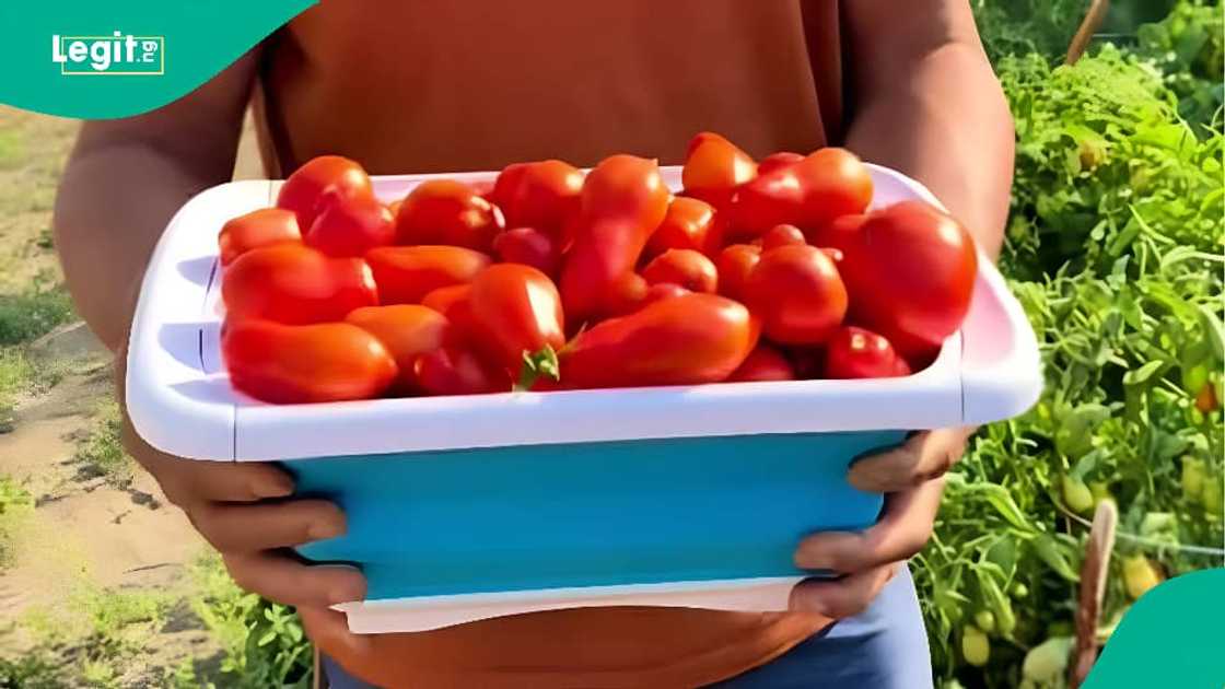 Nigerian Man Abroad Turns Backyard into Tomato Heaven, Internet Reacts