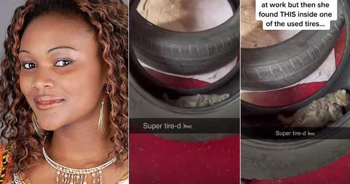 Two cats cuddle inside car tyre Two cats cuddle inside car tyre