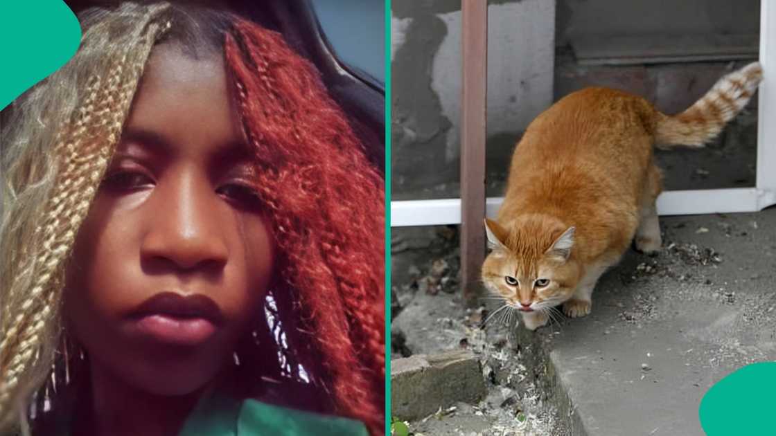 lady brings her cat as pet to school and class