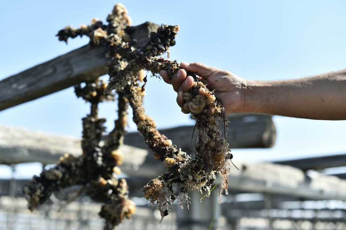 "There's nothing left," says Javier Franch after a savage summer heatwave decimated this year's mussel crop in northeastern Spain "There's nothing left," says Javier Franch after a savage summer heatwave decimated this year's mussel crop in northeastern Spain