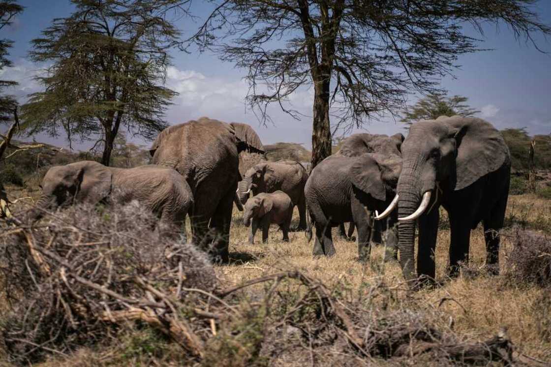 Older elephants and young calves are the first to succumb to prolonged drought, experts say Older elephants and young calves are the first to succumb to prolonged drought, experts say