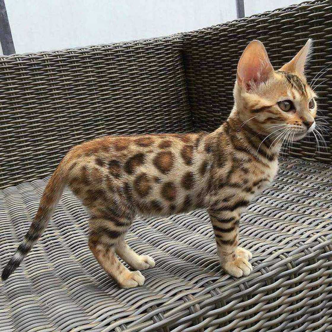 world's most expensive cat world's most expensive cat