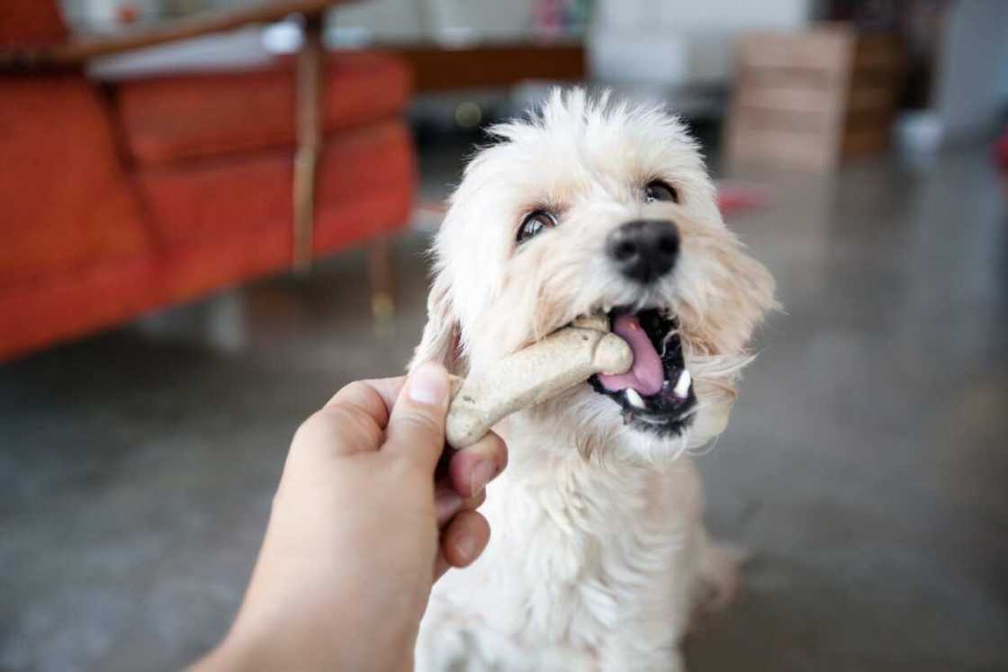Biscuit pour chien. Biscuit pour chien.