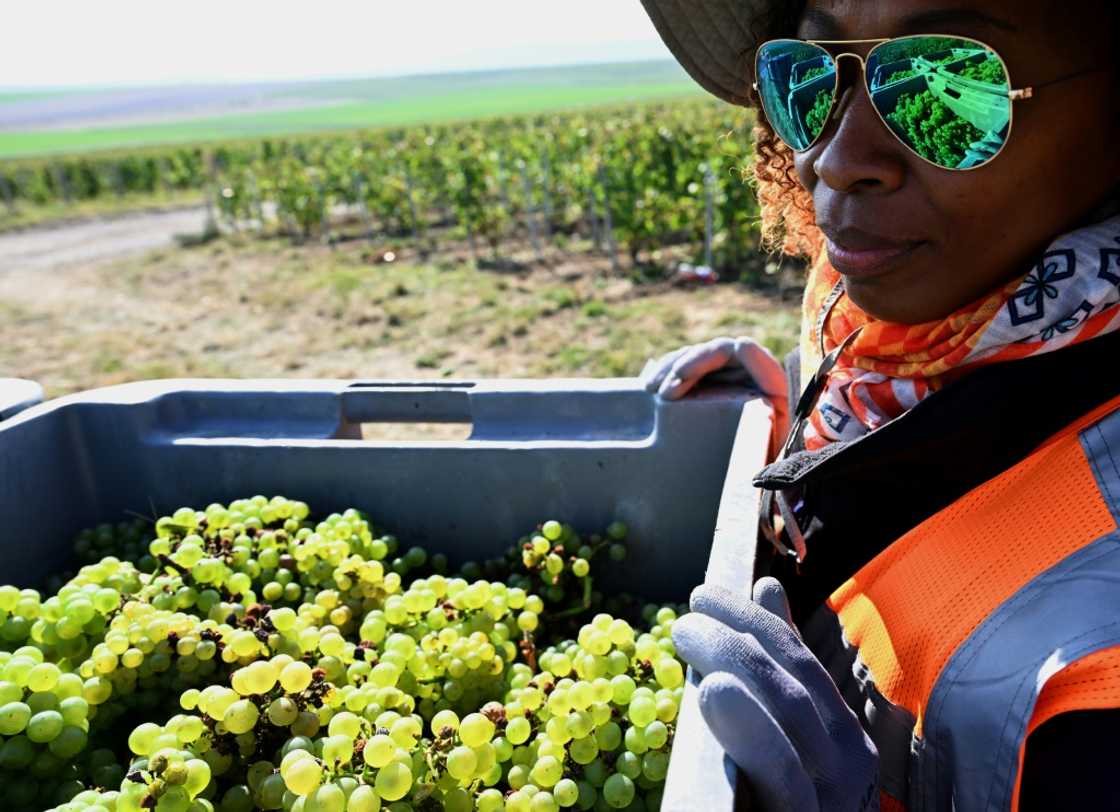 Since the start of the harvest in Champagne in early September, members of France's CGT trade union have been travelling across local communities to distribute flyers to grape-pickers informing them of their rights Since the start of the harvest in Champagne in early September, members of France's CGT trade union have been travelling across local communities to distribute flyers to grape-pickers informing them of their rights