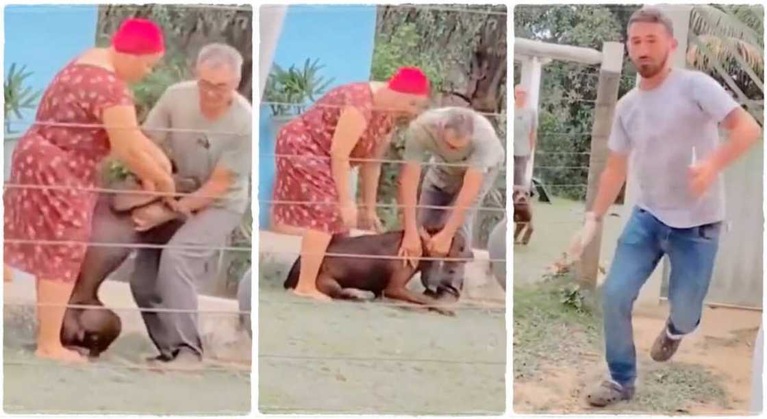 Dog chases vet who gave it an injection.