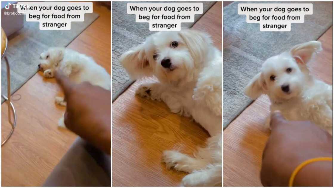 Cute dog at home/man and his pet.