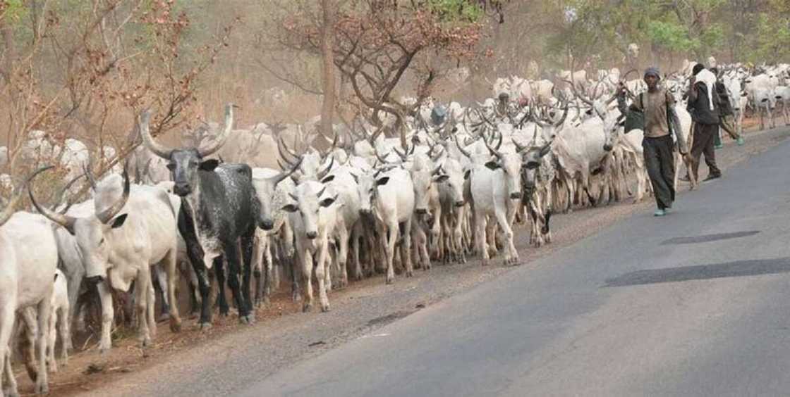FG dismisses herders allegations that herders intentionally destroy farms FG dismisses herders allegations that herders intentionally destroy farms