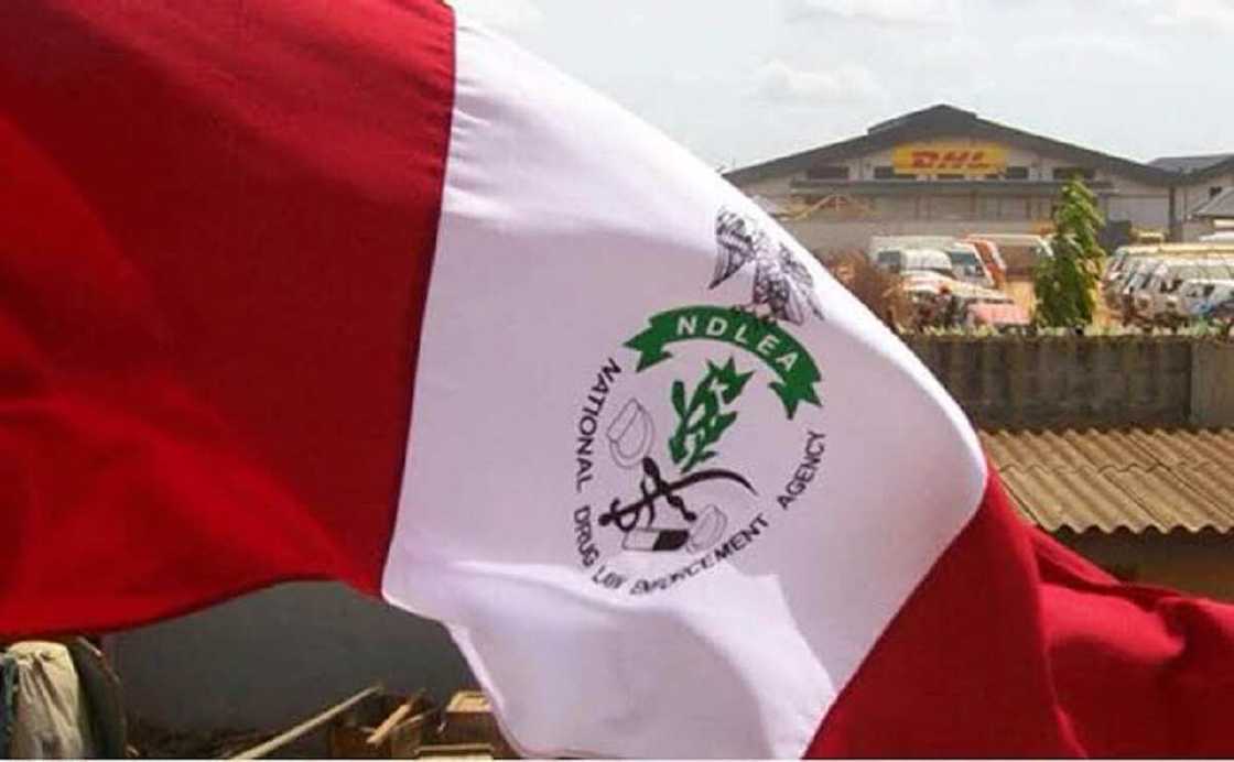 NDLEA ta fitar da sunayen wadanda suka yi nasara da za a dauka aiki NDLEA ta fitar da sunayen wadanda suka yi nasara da za a dauka aiki