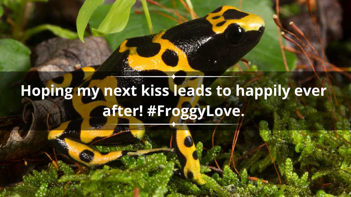 Frog puns for Instagram