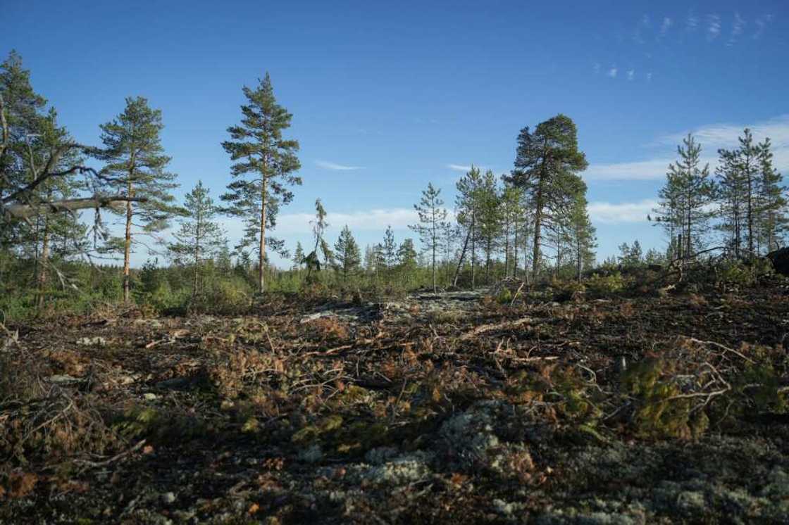 Logging has help turn Finland's land use sector, which includes forests, into a net source of emissions Logging has help turn Finland's land use sector, which includes forests, into a net source of emissions