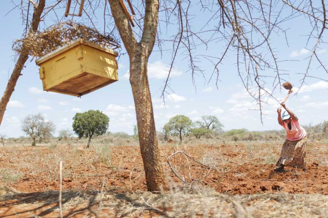 Charity Mwangome said rapacious elephants would often destroy months of work on her farmland