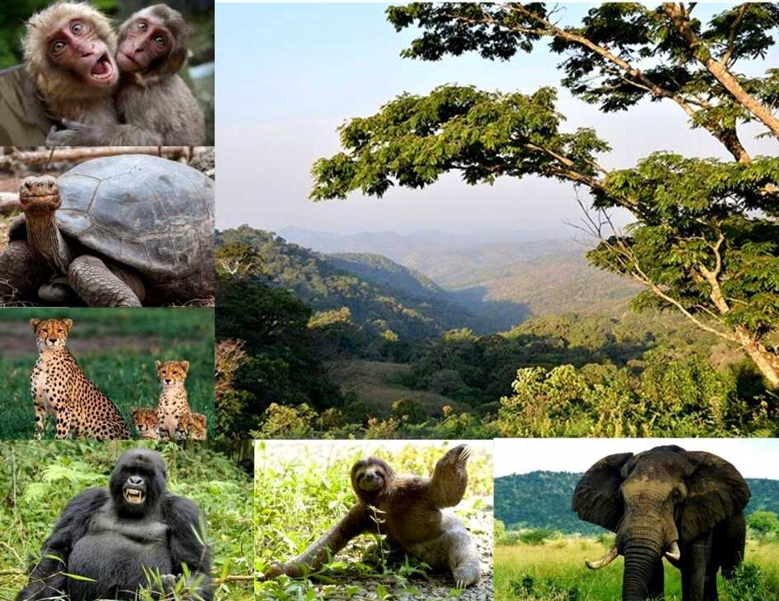 animals in Nigeria animals in Nigeria