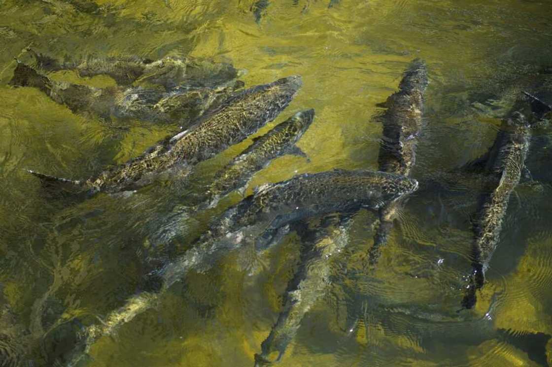 The number of salmon expected to return to California's rivers has plummeted close to historic lows The number of salmon expected to return to California's rivers has plummeted close to historic lows