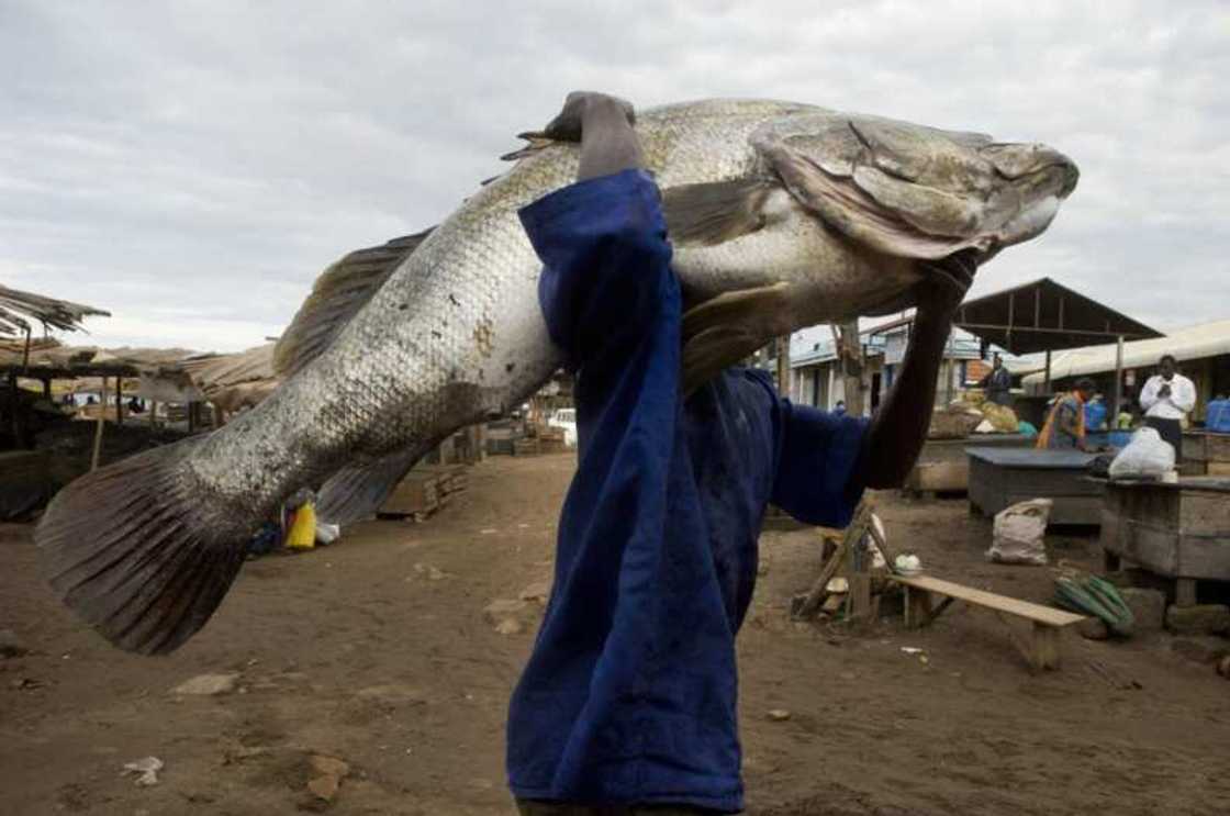 fish farming in Nigeria