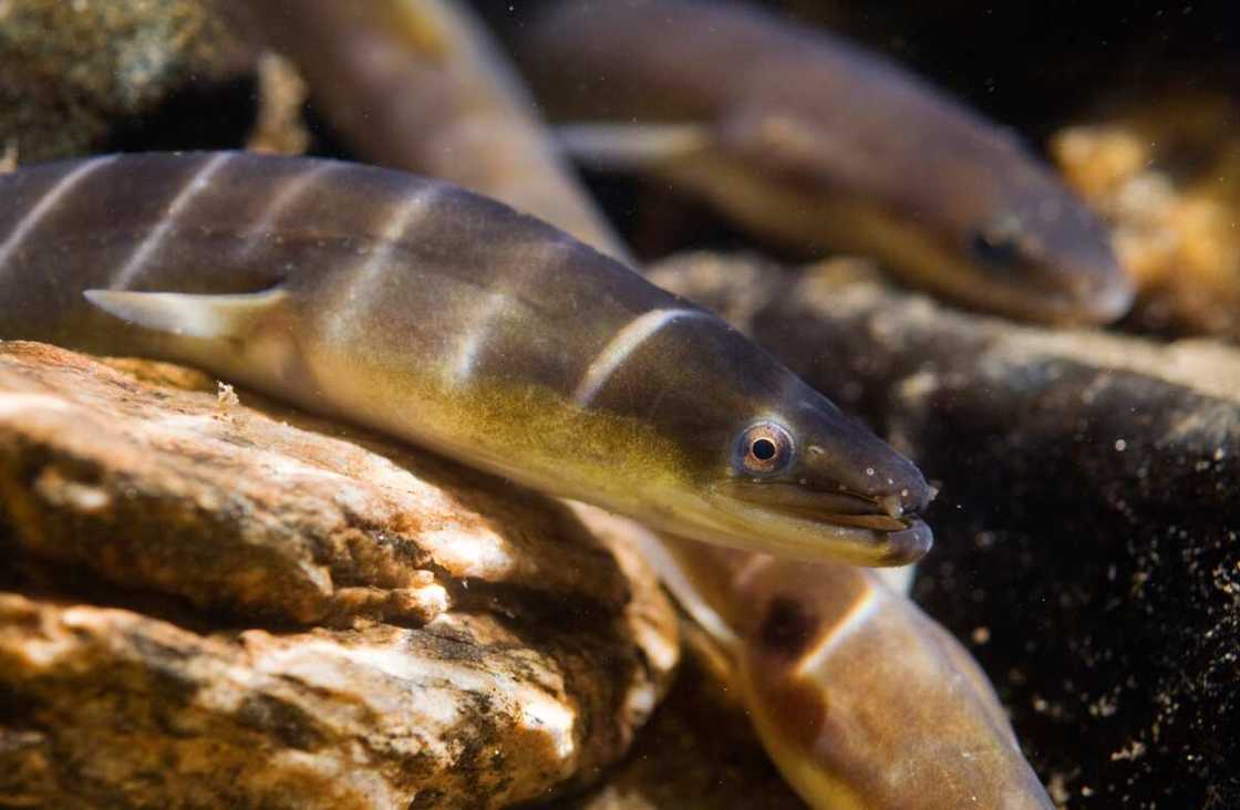 Eel in a in rock run Eel in a in rock run