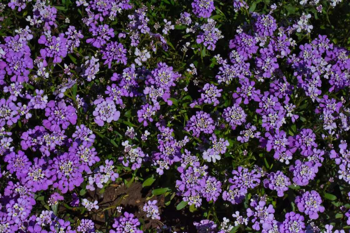 A bunch of blooming purple candytuft