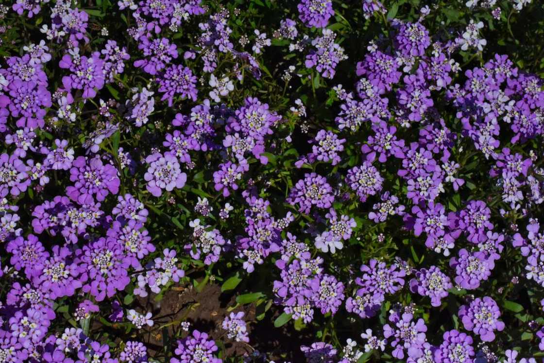 A bunch of blooming purple candytuft A bunch of blooming purple candytuft