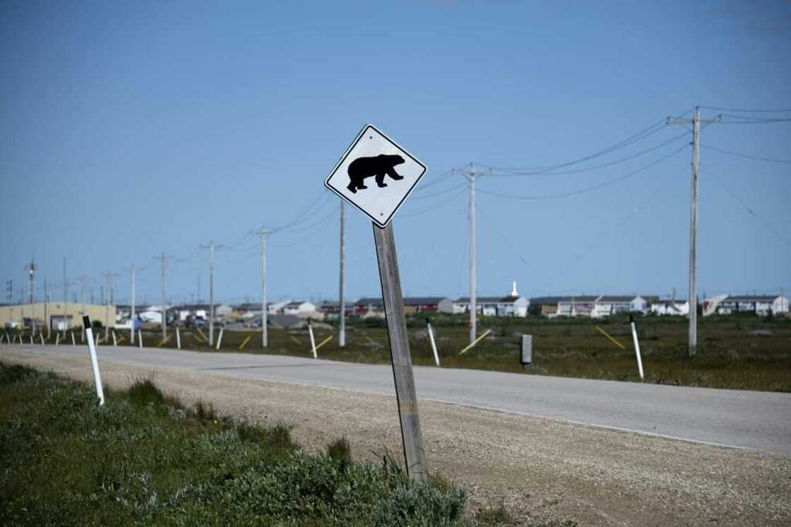 Ice no longer covers the Hudson Bay for as long each winter, forcing polar bears to spend more time on land and nearer to humans Ice no longer covers the Hudson Bay for as long each winter, forcing polar bears to spend more time on land and nearer to humans