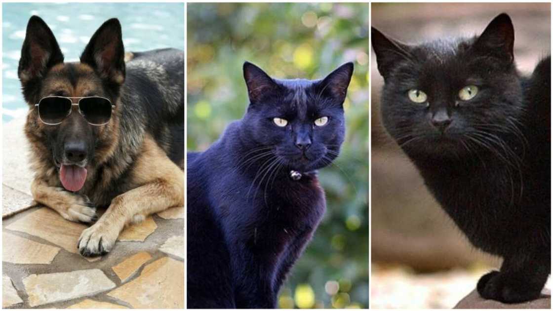 A collage of Gunther IV, Tommaso, and Blackie. Photo source: CelebrityPets A collage of Gunther IV, Tommaso, and Blackie. Photo source: CelebrityPets