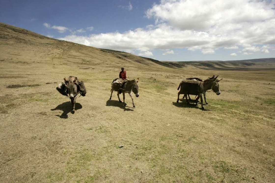 Tanzania has historically allowed indigenous communities such as the Maasai to live within some national parks, including the famed Ngorongoro conservation area Tanzania has historically allowed indigenous communities such as the Maasai to live within some national parks, including the famed Ngorongoro conservation area